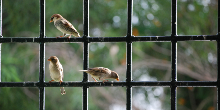 Artenschutz baurechtlich stärken! Vogelschlag vermeiden.